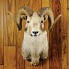 Large stone sheep mount with almost white cape. Th
