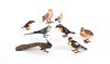 Eight Austrian cold painted bronze exoticbirds, mi