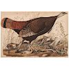Audubon Double-Elephant Folio Hand-Colored Engraving, Great American Hen & Young, Engraved by W.H. Lizars