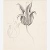  Thomas Hart Benton "Study of Flowers" Graphite (ca. 1939-41)