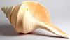 Giant Syrinx Aruanus Trumpet Seashell