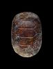 Turtle Shell, Shang Period (1600-1100 BCE)