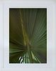 SUSAN SZANTOSI : Palm Leaf, print on photo paper, framed