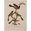 Alexander Wilson American Ornithology Lithographs, Lot of Three