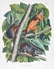 John James Audubon, Red-Bellied Squirrel