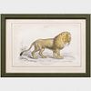 British School: Hybrid Between a Lion & Tigress; and Felis Leo