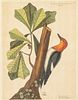 Mark Catesby, Red Headed Woodpecker, Engraving, 18 C