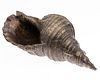 Large Bronze Conch Shell