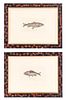 * Two Ichthyological Prints 5 3/4 x 10 inches (visible).