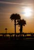 SUSAN SZANTOSI: Palm trees in sunset, signed photograph on photo paper