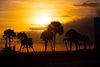 SUSAN SZANTOSI: Palm trees in sunset 2, signed photograph on photo paper