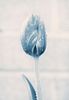 SUSAN SZANTOSI: Blue Tulip, signed photograph on photo paper