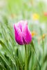SUSAN SZANTOSI: Pink Tulip, signed photograph on photo paper