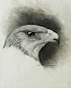 Axel Amuchastegui Watercolor of Hawk