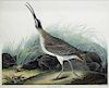 Audubon Aquatint, Great Esquimaux Curlew