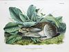 Audubon Imperial Folio Quadruped, Black Tailed Hare