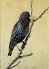 Louis Fuertes Watercolor Bird Study