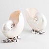 Pair of Elkington Silver Plate Mounted Nautilus Shell Centerpieces