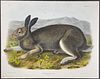Audubon, Imperial Folio - Polar Hare. 32