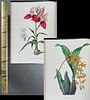 Linden's Pescatorea - Volume with 48 Orchid Lithographs