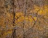Robert Glenn Ketchum Autumn Leaves C-print