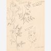  Thomas Hart Benton "Flower Studies" Graphite (ca. 1963)