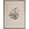 Gould and Richter Avian Hand-Colored Lithographs