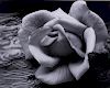 Ansel Adams "Rose & Driftwood" Lithographic Photo