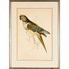 Edward Lear, hand-colored parrot lithograph
