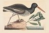 Mark Catesby - Oyster Catcher
