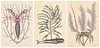 Three Mark Catesby Prints - Remora and Crustaceans