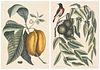 Two Mark Catesby Prints - Red Start and Paw Paw
