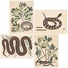 Four Mark Catesby Prints - Reptiles