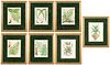 7 Botanical Prints, Including Eaton's Ferns of NA