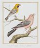 A Group of Six Hand-Colored Ornithological Engravings Height of each plate 9 1/2 x width 7 1/4 inches.
