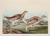 (AUDUBON, JOHN JAMES after) HAVELL, ROBERT Sharp-tailed Grous. Plate CCCLXXXII, No 77. From The Birds of America.  J. Whatman