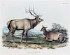 * (AUDUBON, JOHN JAMES after) BOWEN, J.T.  American Elk-Wapiti Deer, plate LXII, no. 13.
