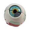 Anatomical Eyeball Model