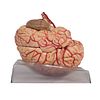 Somso Human Brain with Arteries Model