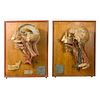 Two Wax Anatomical Models of Dissected Heads