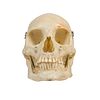 Clay-Adams Medical Skull