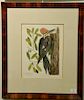Pair of Mark Catesby hand colored engravings "The Large Red Crested Woodpecker" T17 Live Oak and "The Red Headed Woodpecker" 