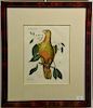 Pair of Mark Catesby hand colored engravings "The Parrot of Paradise" Red Wood T.10 and "Largest White Bill'd Woodpecker" Wil