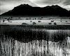 Brett Weston (American, 1911-1993)      Landscape, Germany