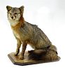 Taxidermy Full Body Mount of Seated Fox