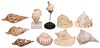 (10) COLLECTION OF CONCH, WHELK & SCALLOP SHELLS
