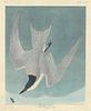 John James Audubon (After) - Marsh Tern