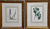 Set of eleven John Torrey chromolithographs of flowers from "The Natural History of New York: A Flora of the State of New Yor