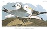 John James Audubon (After) - Kittywake Gull