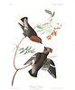 John James Audubon (After) - Bohemian Chatterer